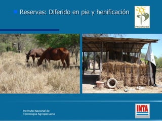 Reservas: Diferido en pie y henificación 