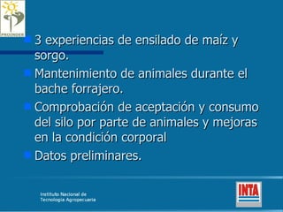 3 experiencias de ensilado de maíz y sorgo. Mantenimiento de animales durante el bache forrajero. Comprobación de aceptación y consumo del silo por parte de animales y mejoras en la condición corporal Datos preliminares. 