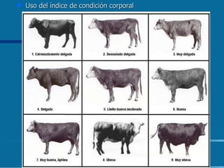 Uso del índice de condición corporal 
