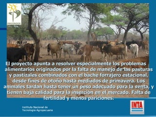 El proyecto apunta a resolver especialmente los problemas alimentarios originados por la falta de manejo de las pasturas y pastizales combinados con el bache forrajero estacional, desde fines de otoño hasta mediados de primavera. Los animales tardan hasta tener un peso adecuado para la venta, y tienen baja calidad para la inserción en el mercado. Falta de fertilidad y menos pariciones. 