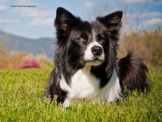 Sage Dog Rescue Sage Dog Rescue