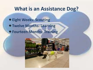 What is an Assistance Dog?
Eight Weeks: Scouting
Twelve Months: Learning
Fourteen Months: Training
 