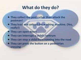 What do they do?
They collect the post rather than attack the
postman!
They load and unload the washing machine. (Yes,
really!)
They can open doors
They can interrupt a childs tantrum
They can stop a child from running into the road
They can press the button on a pedestrian
crossing
 