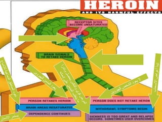 المستقبلات تصبح غير مشبعةإشارات الدماغ لعودة الطلب على الهيروينتبدأ أعراض الانسحابتعود المناطق الدماغية للإشباعيعود المدمن للهيروينالمرض قوي والنكس يحصل ونادراً ما يتغلب المدمن على إدمانهلا يعود الشخص للهيروينيستمر الادمان