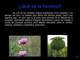 ¿Qué es la heroína? Es una de las múltiples drogas clasificadas como opiáceos y se derivan del opio. La palabra opio deriva del término griego "opus" que significa jugo.  El opio, que es el polvo seco extraído de la cápsula de la amapola,  adormidera asiática (Papaver Somniferum)  puede ser tratado a través de procesos químicos para obtener derivados como la morfina, codeína, metadona y meperidina, entre otros. 