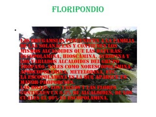 Floripondio

•
    Las Brugamsias pertenecen a la familia
    de las solanáceas y contienen los
    mismos alcaloides que las Daturas:
    escopolamina, hioscamina, atropina y
    los variados alcaloides del grupo
    tropano, tales como norescopolamina,
    aposcopolamina, metelodina, etc.
    La escopolamina es la que aparece en
    mayor proporción.
    Las hojas, los tallos y las flores
    contienen un 0.3% de alcaloides, de los
    cuales el 80% es escopolamina.
 