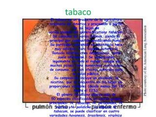 tabaco
 El tabaco es un producto de la agricultura
 originario de América y procesado a partir
                 de las hojas de
varias plantas del géneroNicotiana tabacum.
   Se consume de varias formas, siendo la
 principal por combustión produciendo humo.
 Su particular contenido en nicotina la hace
     muy adictiva. Para algunos autores la
  llamada nicotina crea dependencia, como
       suele afirmarse.1 Se comercializa
   legalmente en todo el mundo, aunque en
 muchos países tiene numerosas restricciones
 de consumo, por sus efectos adversos para
                la salud pública.
    Su composición incluye un alcaloide, la
 nicotina, que se encuentra en las hojas en
proporciones variables (desde menos del 1%
                 hasta el 12%).
      El género Nicotiana abarca más de
  50 especies clasificadas en cuatro grupos
principales: N. tabacum, N. petunoides, N.
     rustica yN. polidiclia. La especie N.
    tabacum, se puede clasificar en cuatro
variedades:havanesis, brasilensis, virgínica
 