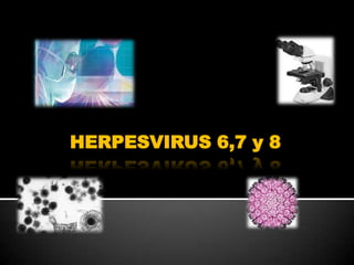 HERPESVIRUS 6,7 y 8
 
