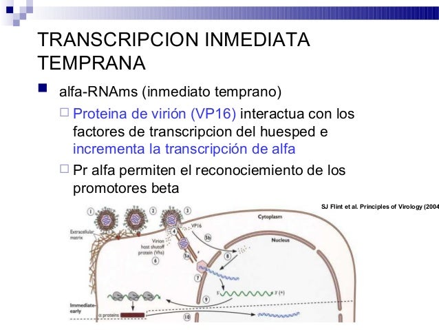 sj flint principles virology pdf