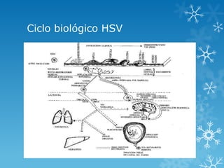 Ciclo biológico HSV

 