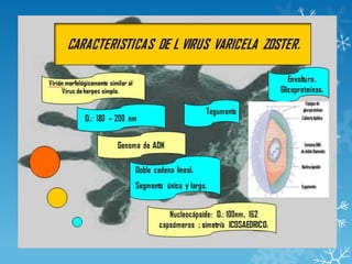 CARACTERISTICAS DE L VIRUS VARICELA ZOSTER

 