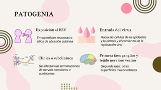 PATOGENIA
Exposición al HSV
En superficies mucosas o
sitios de abrasión cutánea
Entrada del virus
Hacia las células de la epidermis
y la dermis y el comienzo de la
replicación viral
Clínica o subclíninca
Se infectan las terminaciones
de nervios sensitivos o
autónomos
Primera fase: ganglios y
tejido nervioso vecino
Segunda fase: otras
superficies mucocutáneas
 