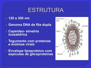 ESTRUTURA120 a 300 nmGenoma DNA de fita duplaCapsídeo- simetria icosaédricaTegumento com proteínas e enzimas viraisEnvelope lipoproteíco com espículas de glicoproteínas