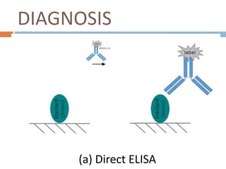 DIAGNOSIS
(a) Direct ELISA
 