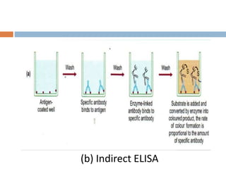(b) Indirect ELISA
 