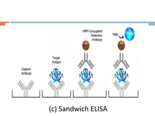 (c) Sandwich ELISA
 