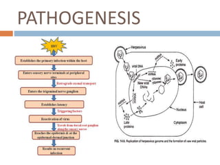PATHOGENESIS
 