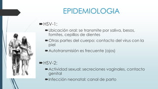 EPIDEMIOLOGIA
HSV-1:
Ubicación oral: se transmite por saliva, besos,
fomites, cepillos de dientes
Otras partes del cuerpo: contacto del virus con la
piel
Autotransmisión es frecuente (ojos)
HSV-2:
Actividad sexual: secreciones vaginales, contacto
genital
Infección neonatal: canal de parto
 