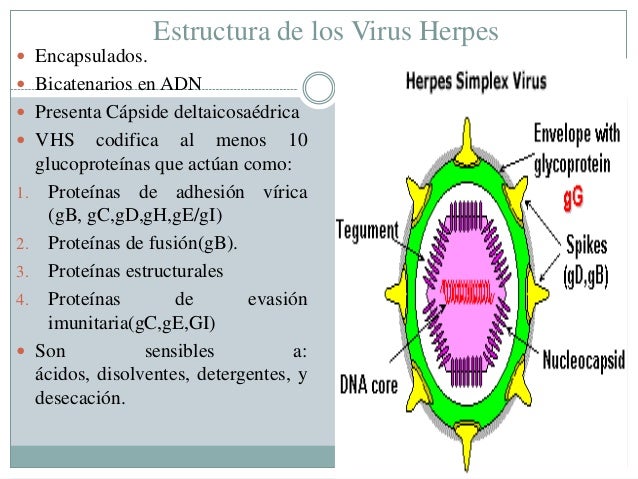 Herpes simples 1 2