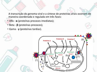 Pública
A transcrição do genoma viral e a síntese de proteínas virais ocorrem de
maneira coordenada e regulada em três fases:
• Alfa - α (proteínas precoces imediatas);
• Beta - β (proteínas precoces);
• Gama - γ (proteínas tardias).
 