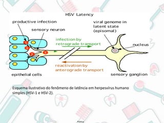 Pública
Esquema ilustrativo do fenômeno de latência em herpesvírus humano
simples (HSV-1 e HSV-2).
 