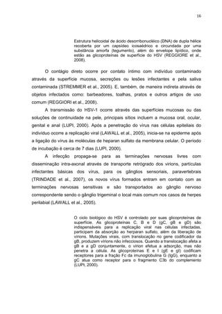 16




                     Estrutura helicoidal de ácido desorribonucléico (DNA) de dupla hélice
                     recoberta por um capsídeo icosaédrico e circundada por uma
                     substância amorfa (tegumento), além do envelope lipídico, onde
                     estão as glicoproteínas de superfície do HSV (REGGIORE et al.,
                     2008).

      O contágio direto ocorre por contato íntimo com indivíduo contaminado
através da superfície mucosa, secreções ou lesões infectantes e pela saliva
contaminada (STREMMER et al., 2005). E, também, de maneira indireta através de
objetos infectados como: barbeadores, toalhas, pratos e outros artigos de uso
comum (REGGIORI et al., 2008).
      A transmissão do HSV-1 ocorre através das superfícies mucosas ou das
soluções de continuidade na pele, principais sítios incluem a mucosa oral, ocular,
genital e anal (LUPI, 2000). Após a penetração do vírus nas células epiteliais do
indivíduo ocorre a replicação viral (LAWALL et al., 2005), inicia-se na epiderme após
a ligação do vírus às moléculas de heparan sulfato da membrana celular. O período
de incubação é cerca de 7 dias (LUPI, 2000).
      A   infecção   propaga-se     para   as   terminações     nervosas     livres   com
disseminação intra-axonal através de transporte retrógrado dos virions, partículas
infectantes básicas dos vírus, para os gânglios sensoriais, paravertebrais
(TRINDADE et al., 2007), os novos vírus formados entram em contato com as
terminações nervosas sensitivas e são transportados ao gânglio nervoso
correspondente sendo o gânglio trigeminal o local mais comum nos casos de herpes
perilabial (LAWALL et al., 2005).


                     O ciclo biológico do HSV é controlado por suas glicoproteínas de
                     superfície. As glicoproteínas C, B e D (gC, gB e gD) são
                     indispensáveis para a replicação viral nas células infectadas,
                     participam da absorção ao herparan sulfato, além da liberação de
                     vírions. Mutações virais, com translocação no gene codificador da
                     gB, produzem vírions não infecciosos. Quando a translocação afeta a
                     gB e a gD conjuntamente, o vírion efetua a adsorção, mas não
                     penetra a célula. As glicoproteínas E e I (gE e gI) codificam
                     receptores para a fração Fc da imunoglobulina G (IgG), enquanto a
                     gC atua como receptor para o fragmento C3b do complemento
                     (LUPI, 2000).
 
