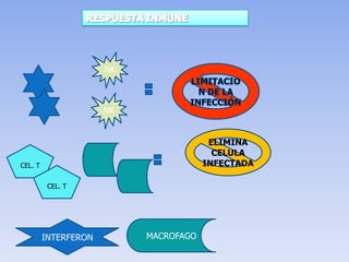 NK



                      NK


                                        ELIMINA
                                         CELULA
CEL. T                                 INFECTADA

          CEL. T




         INTERFERON        MACROFAGO
 