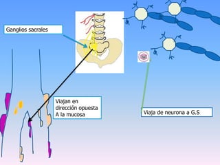Ganglios sacrales




                    Viajan en
                    dirección opuesta
                    A la mucosa         Viaja de neurona a G.S
 