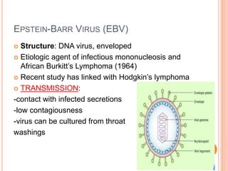 Herpes simplex virus, classification, clinical findings, oral