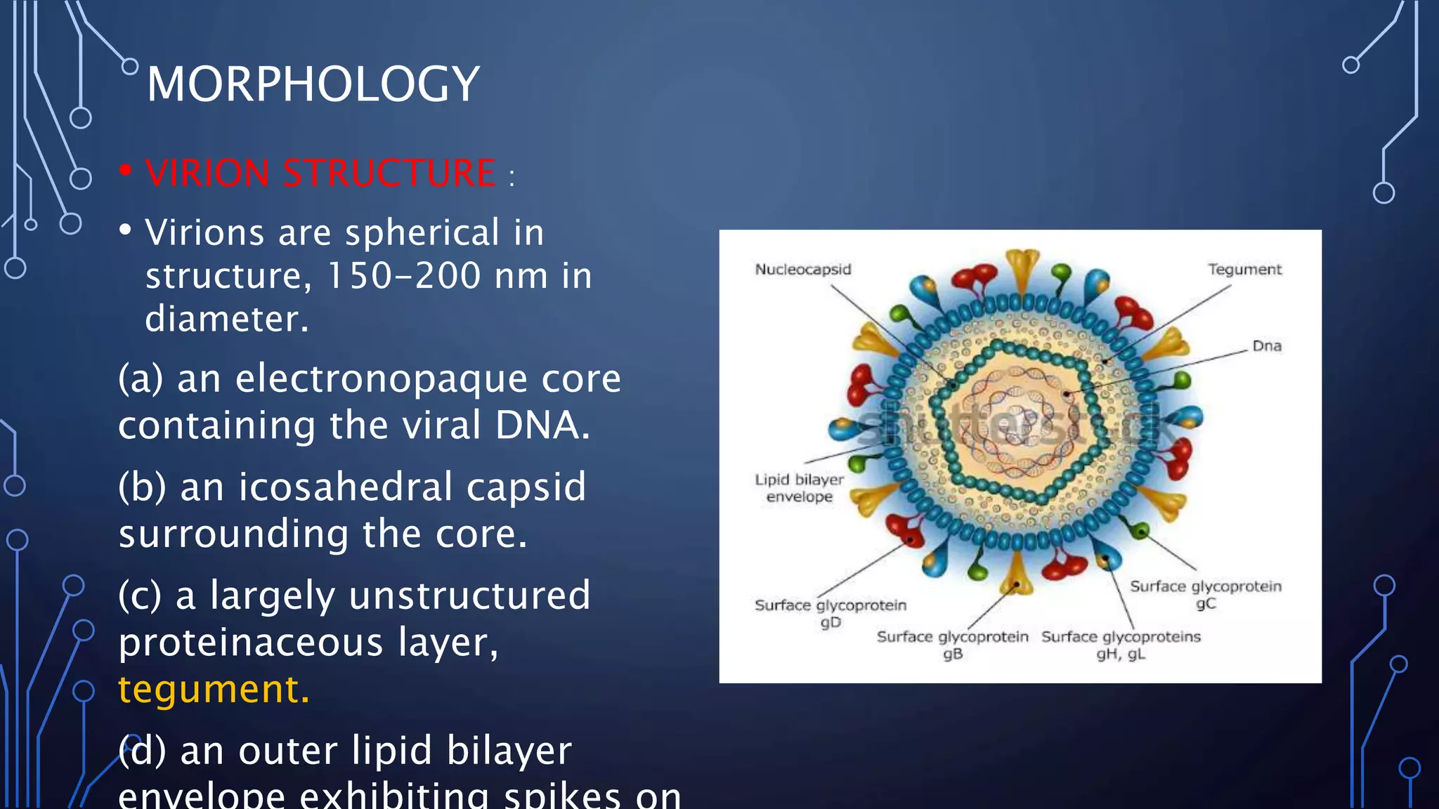 Herpes simplex virus Type 1 and Type 2 | PPTX