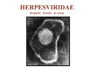 HERPESVIRIDAE herpein:  Greek:  to creep 