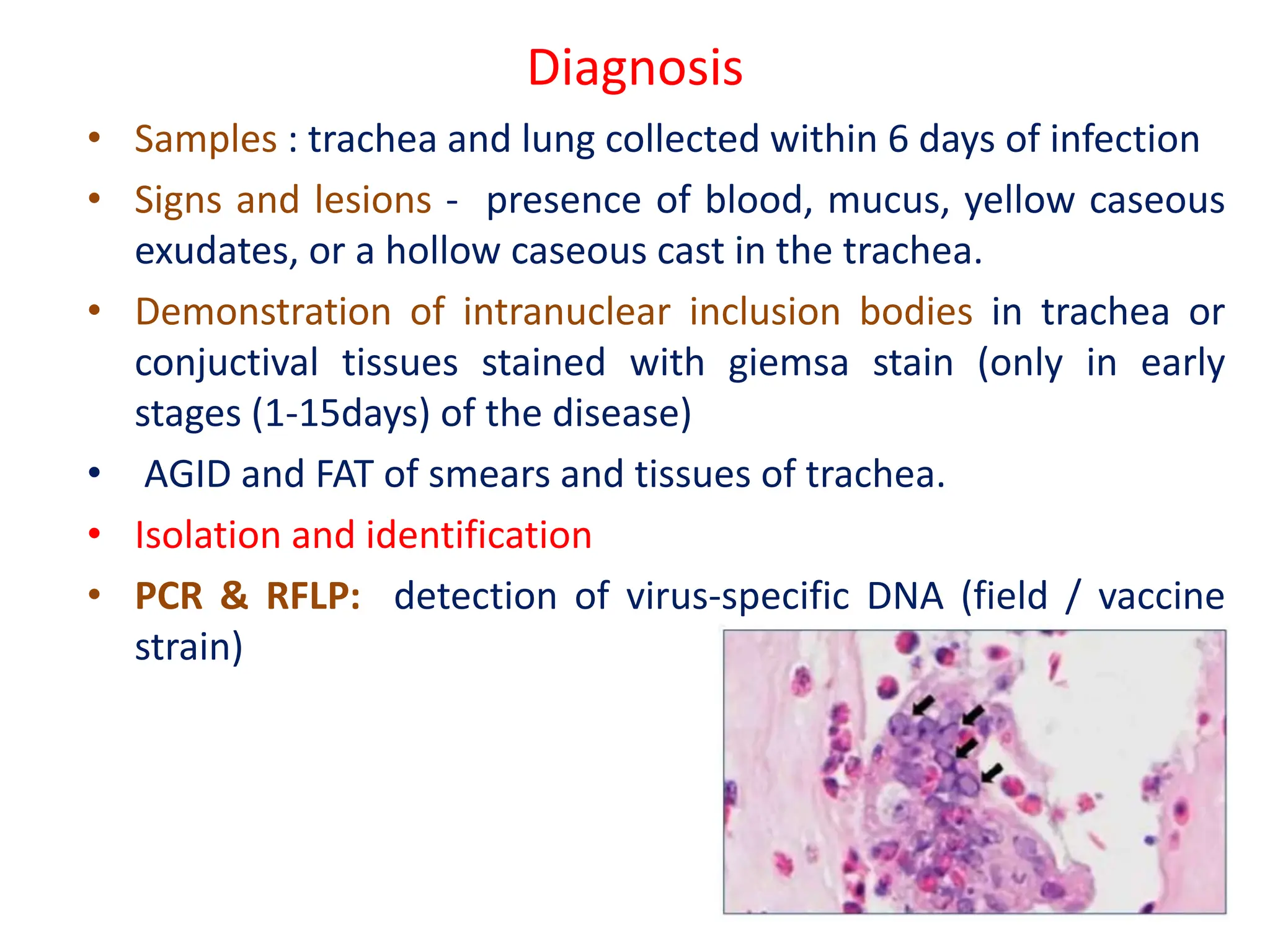 Herpes viridae.pptx virology family herpes virudae | PPTX