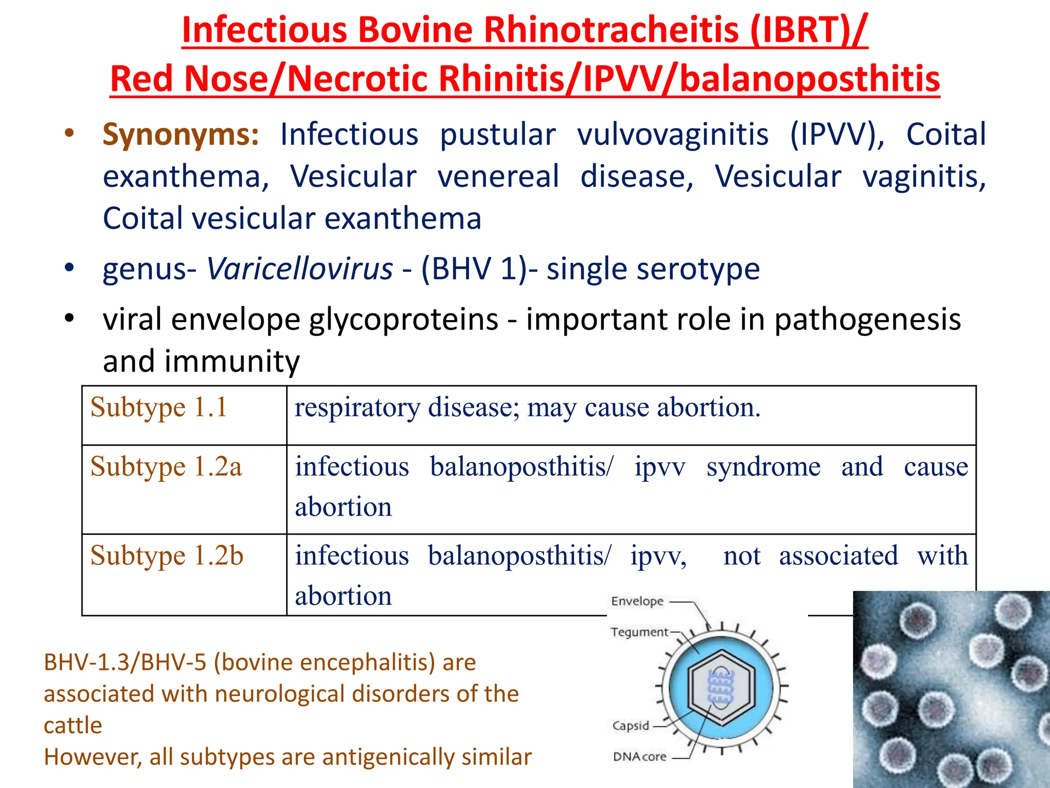 Herpes viridae.pptx virology family herpes virudae | PPTX