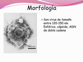 Morfología
     Son virus de tamaño
     entre 120-150 nm
     Esférico, cápside, ADN
     de doble cadena
 