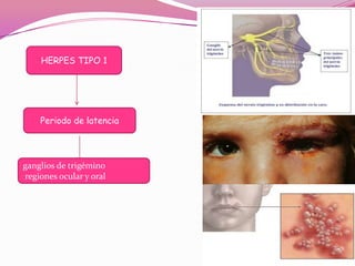 HERPES TIPO 1




    Periodo de latencia




ganglios de trigémino
regiones ocular y oral
 