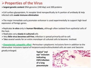 Properties of the Virus
largest genetic content DNA genome (240 kbp) and 200 proteins
Cell surface glycoprotein, Fc receptor bind nonspecifically to Fc portion of antibody & help
infected cells evade immune elimination
The major immediate early promoter-enhancer is used experimentally to support high-level
expression of foreign genes.
Replicates in vitro only in human fibroblasts, although often isolated from epithelial cells of
the host.
Replicates very slowly in culturedcells
Very little virus becomes cell-free; infection is spread primarilycell-to-cell.
Takes several weeks for an entire monolayer of cultured cells to become involved.
Characteristic cytopathic effect -Perinuclear cytoplasmic inclusions form in addition to the
intranuclear inclusions typical of herpesviruses(multinucleated cells are seen and become
greatly enlarged.
Typical "owl
eye"inclusion
indicating
CMVinfection
of a lung
pneumocyte
 