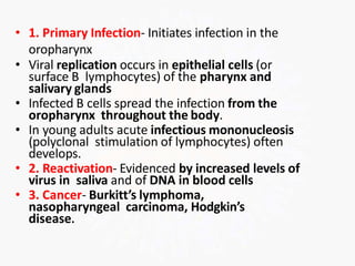 • 1. Primary Infection- Initiates infection in the
oropharynx
• Viral replication occurs in epithelial cells (or
surface B lymphocytes) of the pharynx and
salivary glands
• Infected B cells spread the infection from the
oropharynx throughout the body.
• In young adults acute infectious mononucleosis
(polyclonal stimulation of lymphocytes) often
develops.
• 2. Reactivation- Evidenced by increased levels of
virus in saliva and of DNA in blood cells
• 3. Cancer- Burkitt’s lymphoma,
nasopharyngeal carcinoma, Hodgkin’s
disease.
 