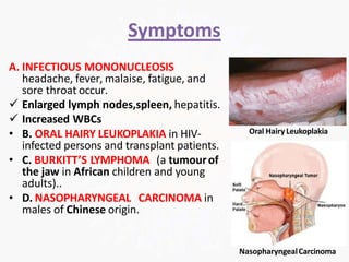 Symptoms
A. INFECTIOUS MONONUCLEOSIS
headache, fever, malaise, fatigue, and
sore throat occur.
 Enlarged lymph nodes,spleen, hepatitis.
 Increased WBCs
• B. ORAL HAIRY LEUKOPLAKIA in HIV-
infected persons and transplant patients.
• C. BURKITT’S LYMPHOMA (a tumourof
the jaw in African children and young
adults)..
• D. NASOPHARYNGEAL CARCINOMA in
males of Chinese origin.
Oral Hairy Leukoplakia
NasopharyngealCarcinoma
 