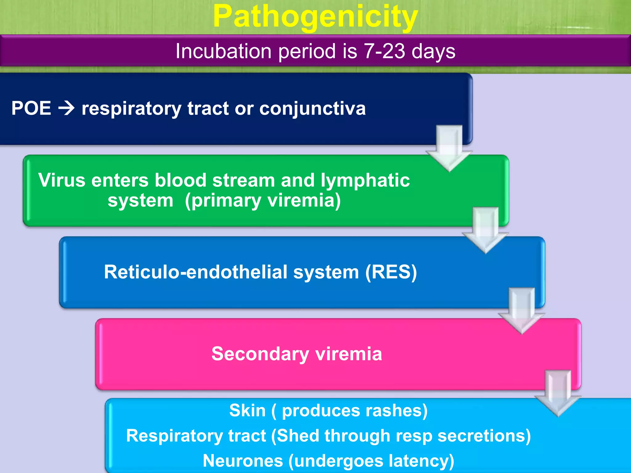 Pathogenicity
POE  respiratory tract or conjunctiva
Virus enters blood stream and lymphatic
system (primary viremia)
Reticulo-endothelial system (RES)
Secondary viremia
Skin ( produces rashes)
Respiratory tract (Shed through resp secretions)
Neurones (undergoes latency)
Incubation period is 7-23 days
 