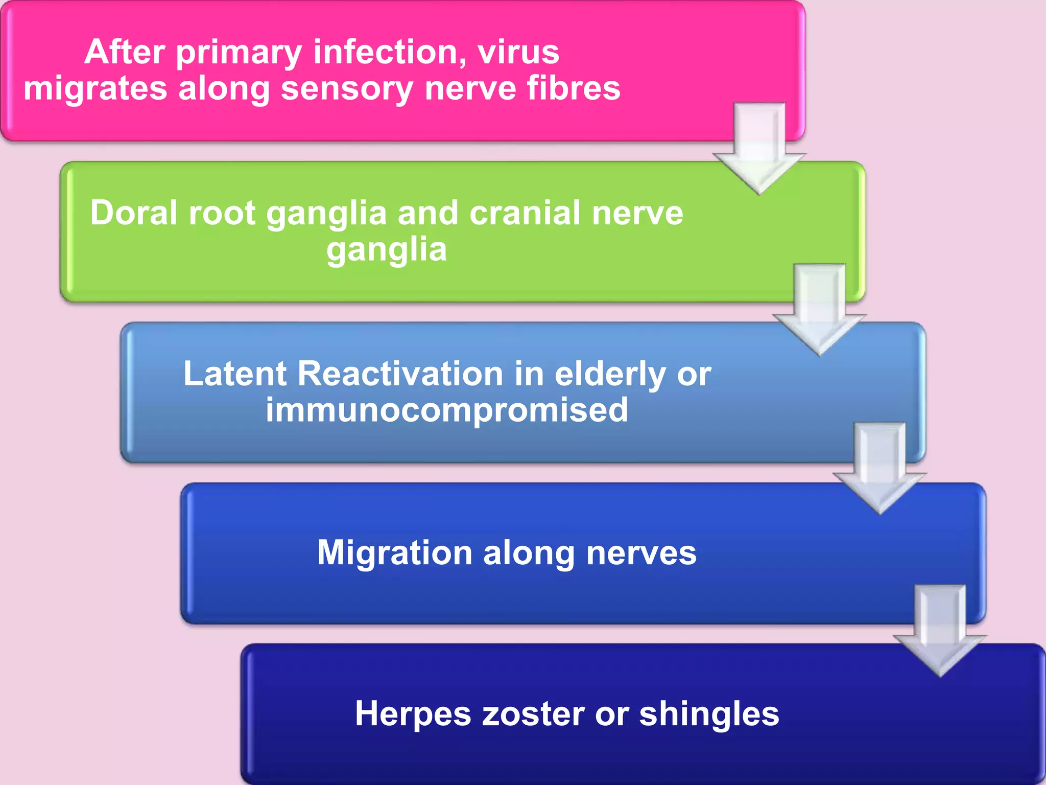 After primary infection, virus
migrates along sensory nerve fibres
Doral root ganglia and cranial nerve
ganglia
Latent Reactivation in elderly or
immunocompromised
Migration along nerves
Herpes zoster or shingles
 