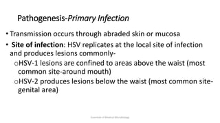 Pathogenesis-Primary Infection
• Transmission occurs through abraded skin or mucosa
• Site of infection: HSV replicates at the local site of infection
and produces lesions commonly-
oHSV-1 lesions are confined to areas above the waist (most
common site-around mouth)
oHSV-2 produces lesions below the waist (most common site-
genital area)
Essentials of Medical Microbiology
 