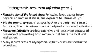 Pathogenesis-Recurrent Infection (cont..)
• Reactivation of the latent virus: Following fever, axonal injury,
physical or emotional stress, and exposure to ultraviolet light.
• Via the axonal spread, virus goes back to the peripheral site and
further replicates in skin or mucosa and produces secondary lesions.
• Recurrent infections are less extensive and less severe because of
presence of pre-existing host immunity that limits the local viral
replication.
• Many recurrences are asymptomatic; but viruses are shed in the
secretions.
Essentials of Medical Microbiology
 