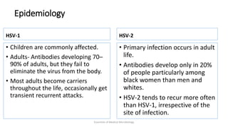 Epidemiology
HSV-1
• Children are commonly affected.
• Adults- Antibodies developing 70–
90% of adults, but they fail to
eliminate the virus from the body.
• Most adults become carriers
throughout the life, occasionally get
transient recurrent attacks.
HSV-2
• Primary infection occurs in adult
life.
• Antibodies develop only in 20%
of people particularly among
black women than men and
whites.
• HSV-2 tends to recur more often
than HSV-1, irrespective of the
site of infection.
Essentials of Medical Microbiology
 