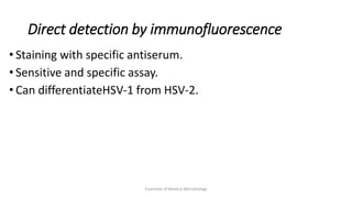 Direct detection by immunofluorescence
• Staining with specific antiserum.
• Sensitive and specific assay.
• Can differentiateHSV-1 from HSV-2.
Essentials of Medical Microbiology
 