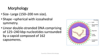 Morphology
• Size- Large (150–200 nm size).
• Shape –spherical with icosahedral
symmetry.
• Linear double-stranded DNA comprising
of 125–240 kbp nucleotides surrounded
by a capsid composed of 162
capsomeres.
Essentials of Medical Microbiology
 