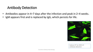 Antibody Detection
Essentials of Medical Microbiology
Indirect IF for HSV1/2
antibody detection
• Antibodies appear in 4–7 days after the infection and peak in 2–4 weeks.
• IgM appears first and is replaced by IgG, which persists for life.
 