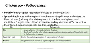 Chicken pox - Pathogenesis
• Portal of entry- Upper respiratory mucosa or the conjunctiva
• Spread- Replicates in the regional lymph nodes → spills over and enters the
blood stream (primary viremia)→spreads to the liver and spleen, and
multiplies → again enters blood stream(secondary viremia)→VZV present in
the infected mononuclear cells are transported to-
Essentials of Medical Microbiology
Site Pathogenesis
Skin • Virus replication in the epithelial cells  rashes.
• Swelling of epithelial cells, ballooning degeneration, and accumulation of tissue fluids result
in the formation of vesicles.
Respiratory tract Shed in the respiratory secretions  transmission of infection.
Neurons VZV gains access to neurons of trigeminal ganglia and undergoes latency.
 