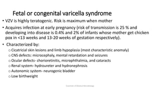 Fetal or congenital varicella syndrome
• VZV is highly teratogenic. Risk is maximum when mother
• Acquires infection at early pregnancy (risk of transmission is 25 % and
developing into disease is 0.4% and 2% of infants whose mother get chicken
pox in <13 weeks and 13-20 weeks of gestation respectively).
• Characterized by:
o Cicatricial skin lesions and limb hypoplasia (most characteristic anomaly)
o CNS defects: microcephaly, mental retardation and seizures
o Ocular defects- chorioretinitis, microphthalmia, and cataracts
o Renal system- hydroureter and hydronephrosis
o Autonomic system- neurogenic bladder
o Low birthweight
Essentials of Medical Microbiology
 