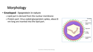 Morphology
• Enveloped - lipoprotein in nature
o Lipid part is derived from the nuclear membrane
o Protein part- Virus coded glycoprotein spikes, about 8
nm long are inserted into the lipid part.
Essentials of Medical Microbiology
 