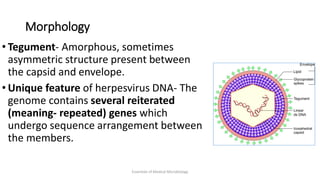 Morphology
• Tegument- Amorphous, sometimes
asymmetric structure present between
the capsid and envelope.
• Unique feature of herpesvirus DNA- The
genome contains several reiterated
(meaning- repeated) genes which
undergo sequence arrangement between
the members.
Essentials of Medical Microbiology
 